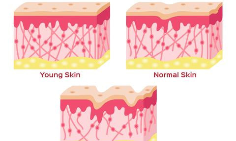 The Benefits of Soluble Collagen For Your Skin